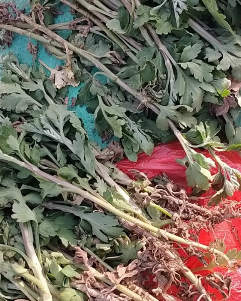 菊花苗丶杭白菊丶北京菊、金丝皇菊等各种菊花苗！