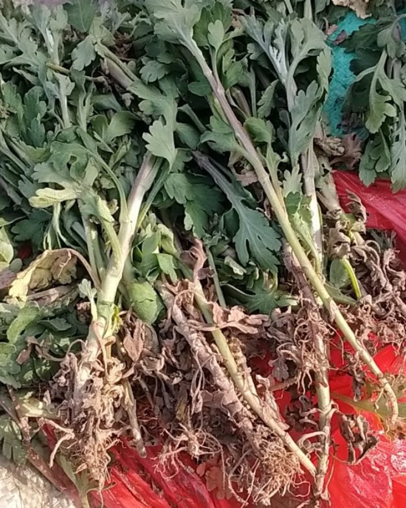 菊花苗丶杭白菊丶北京菊、金丝皇菊等各种菊花苗！