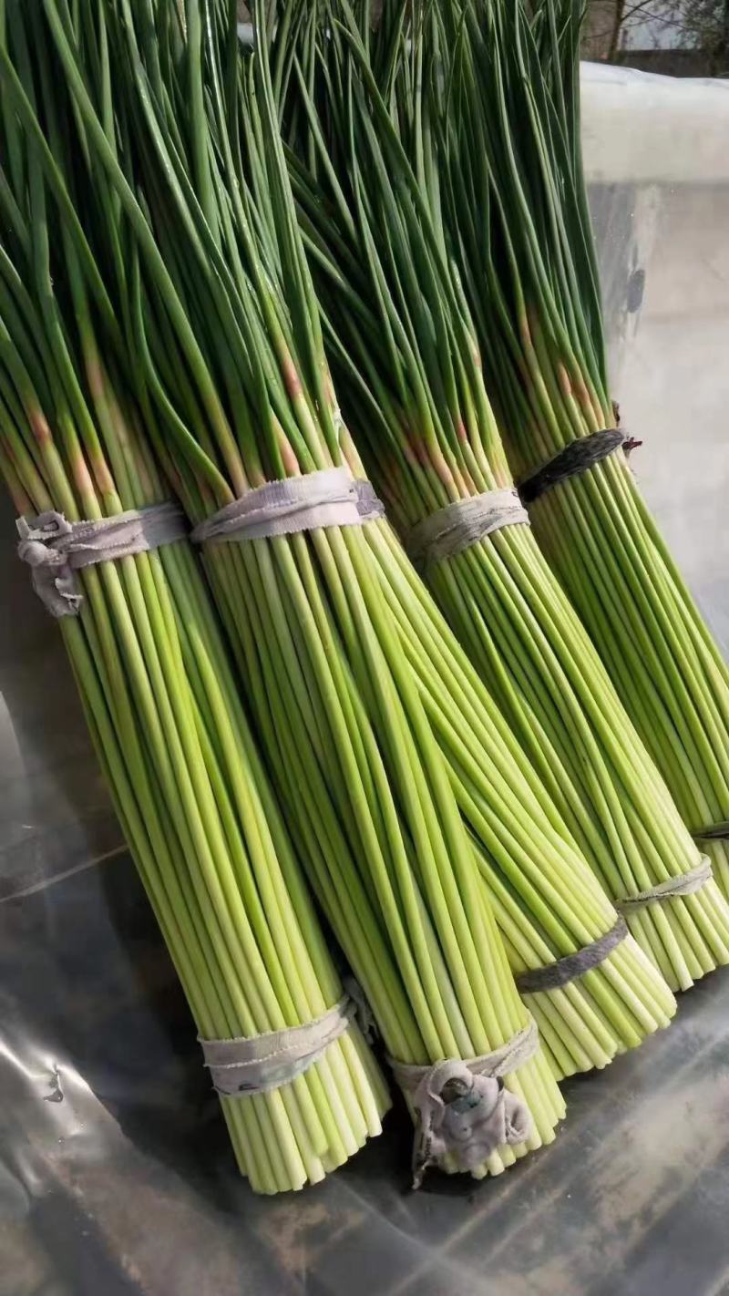 通许县红帽蒜苔大量上市，品质好，价格优，调车一条龙服务。