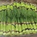 通许县红帽蒜苔大量上市，品质好，价格优，调车一条龙服务。