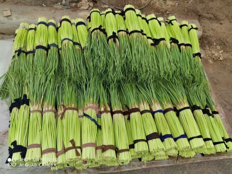通许县红帽蒜苔大量上市，品质好，价格优，调车一条龙服务。