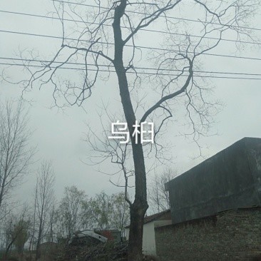 乌桕处理，价格便宜，运输方便。