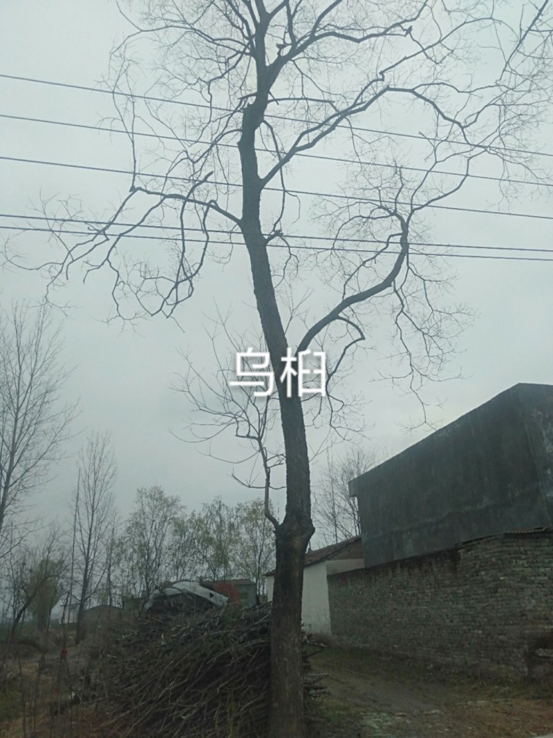 乌桕处理，价格便宜，运输方便。