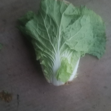 精品黄心大白菜大量上市