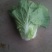 精品黄心大白菜大量上市