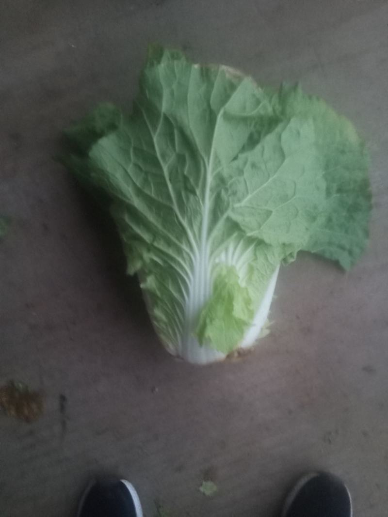 精品黄心大白菜大量上市