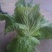 精品黄心大白菜大量上市