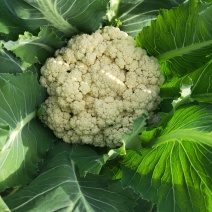 大量批发优质有机冬季菜花