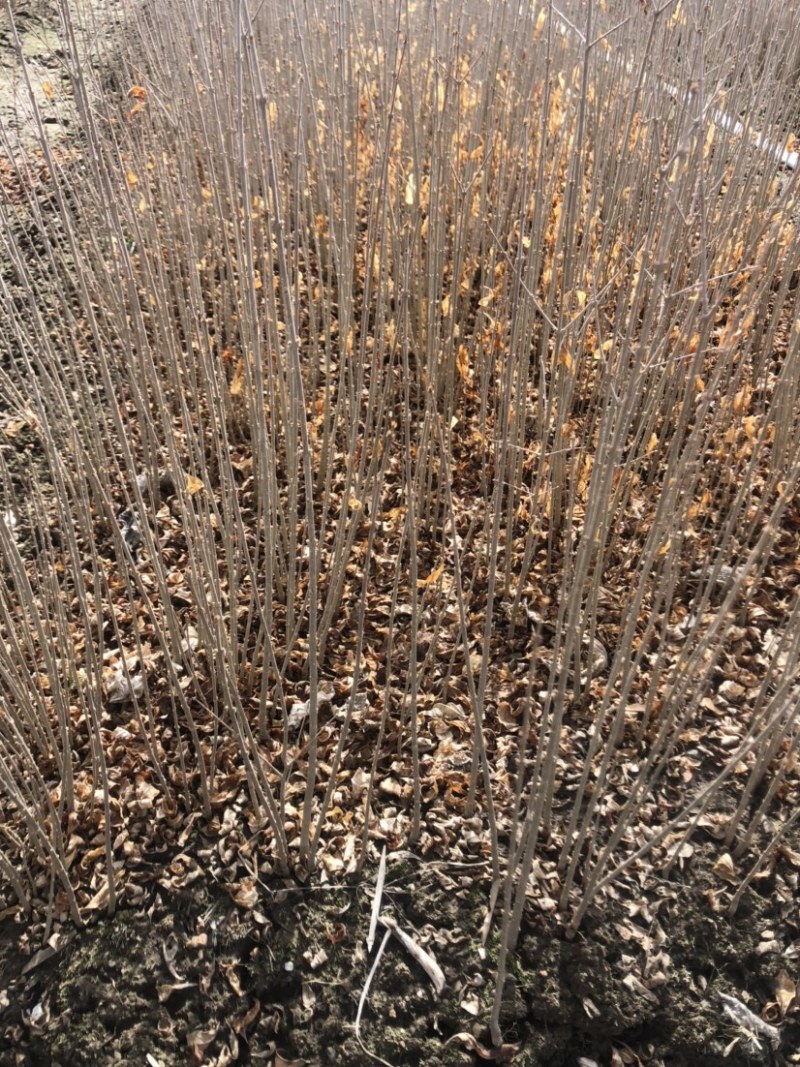 水腊小苗一级苗有量价格优惠。枝条粗壮