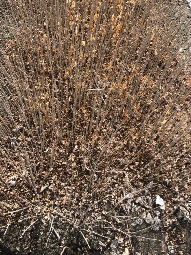 水腊小苗一级苗有量价格优惠。枝条粗壮