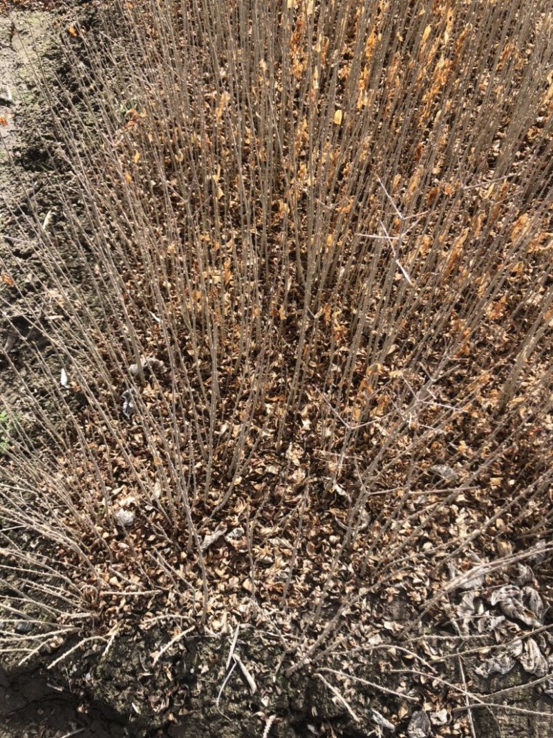水腊小苗一级苗有量价格优惠。枝条粗壮