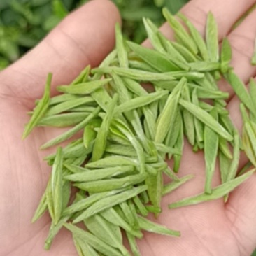 农户自产高山绿茶色正味香