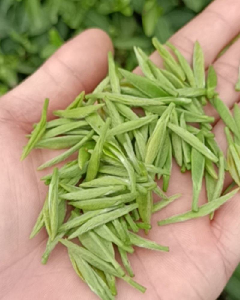 农户自产高山绿茶色正味香