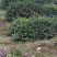 农户自产高山绿茶色正味香