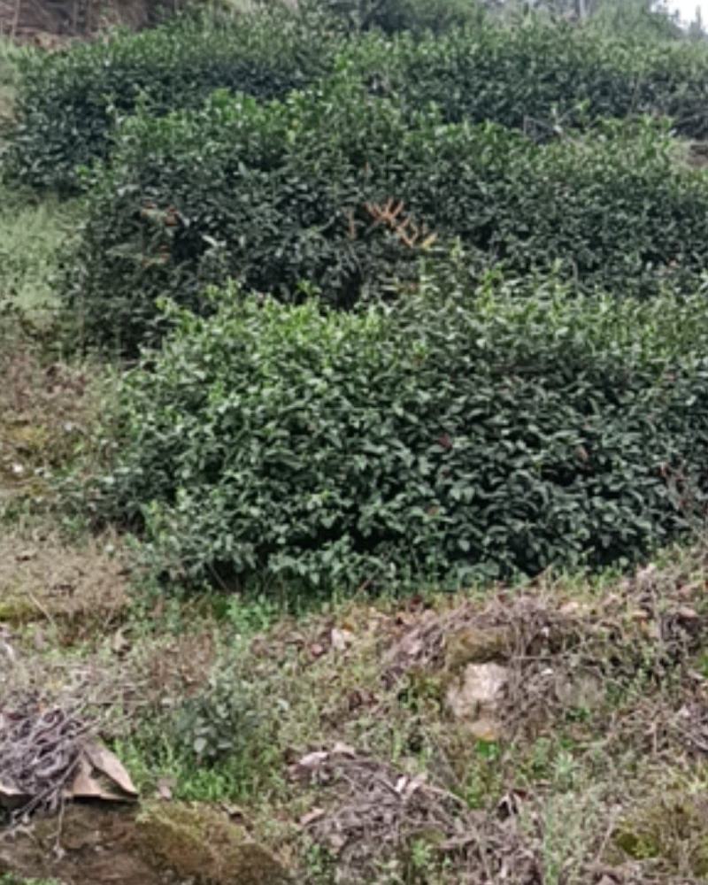 农户自产高山绿茶色正味香