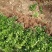 30-40-50-60高小叶黄杨苗瓜子黄杨小苗基地直销
