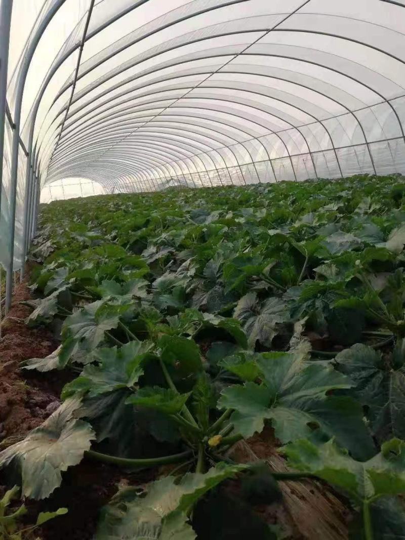 精品西葫芦，油绿西葫芦基地大量上市，欢迎新老客户前来选购