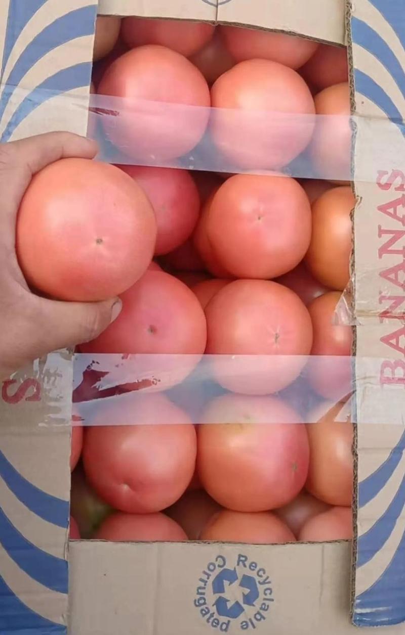 邯郸永年区精品西红柿全国发货货源足价格合理质量优欢迎采购