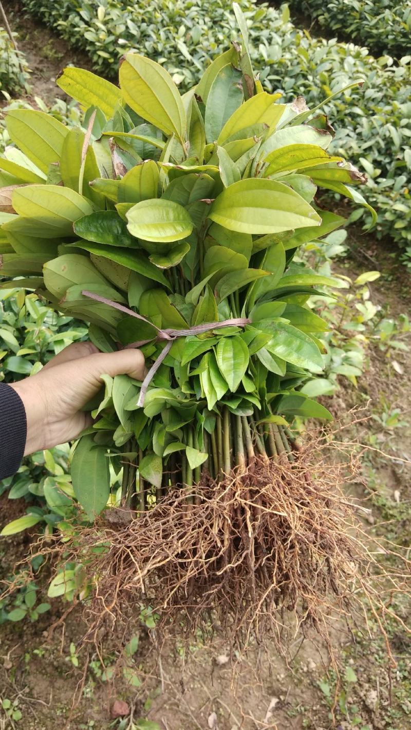 一年肉桂苗，苗场直供，一手货源，大量现货