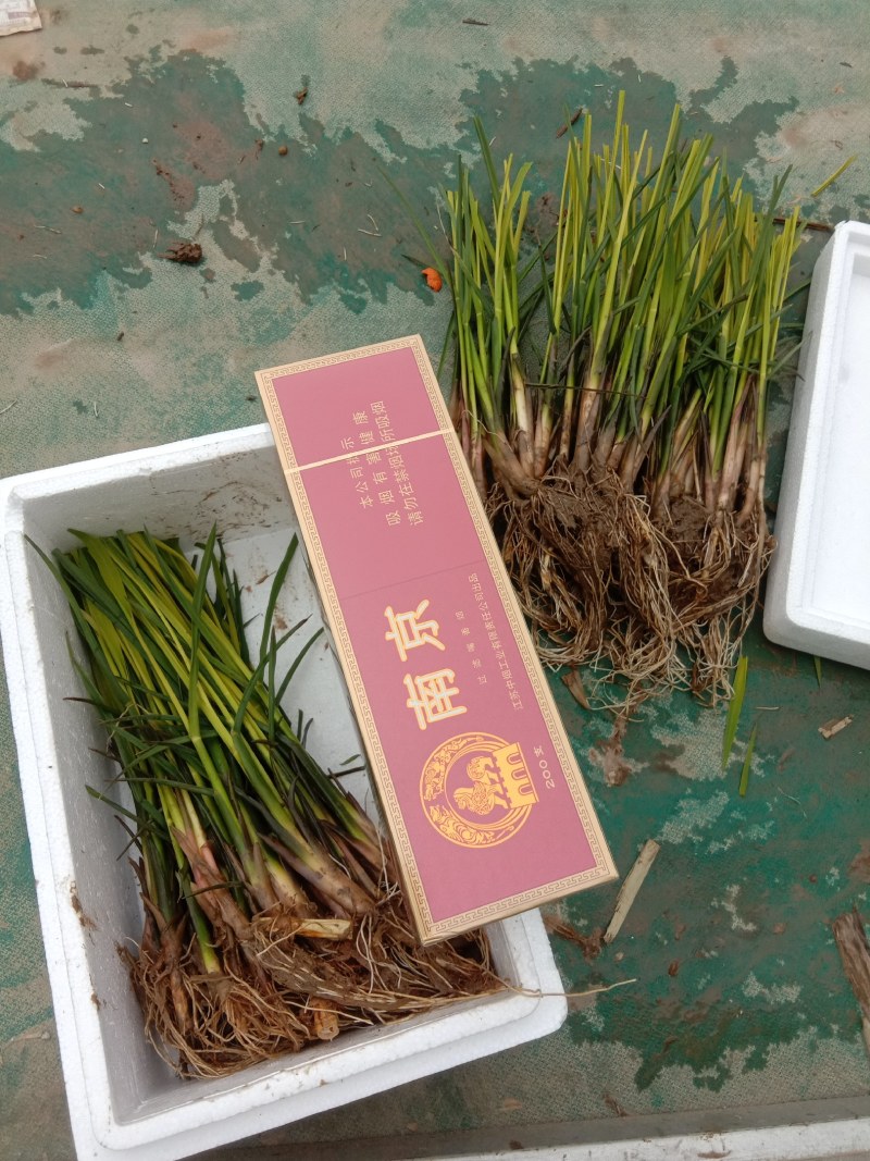 安徽省六安市大量供应浙大一号早熟双季茭白苗，包运费技术。
