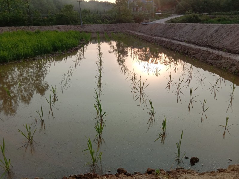 安徽省六安市大量供应浙大一号早熟双季茭白苗，包运费技术。