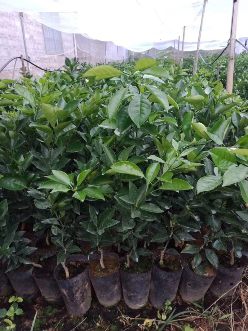大分一号，四号，金秋砂糖橘，重庆纽荷尔脐橙等果苗