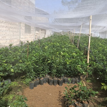 大分一号，四号，金秋砂糖橘，重庆纽荷尔脐橙等果苗