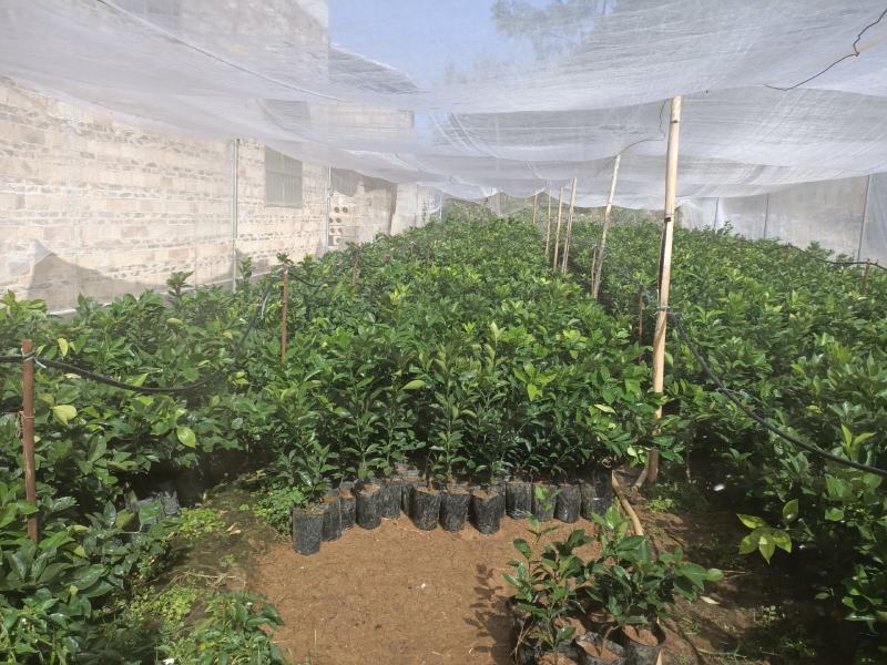 大分一号，四号，金秋砂糖橘，重庆纽荷尔脐橙等果苗