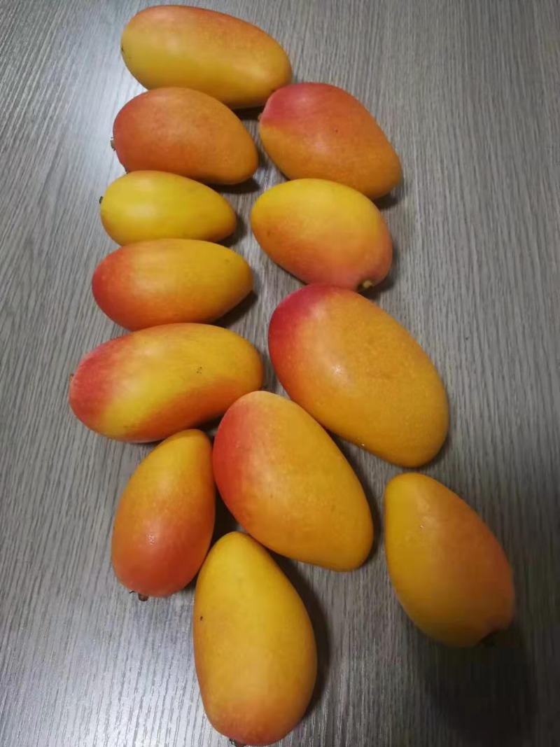 三亚海南热带新鲜树上树贵妃芒