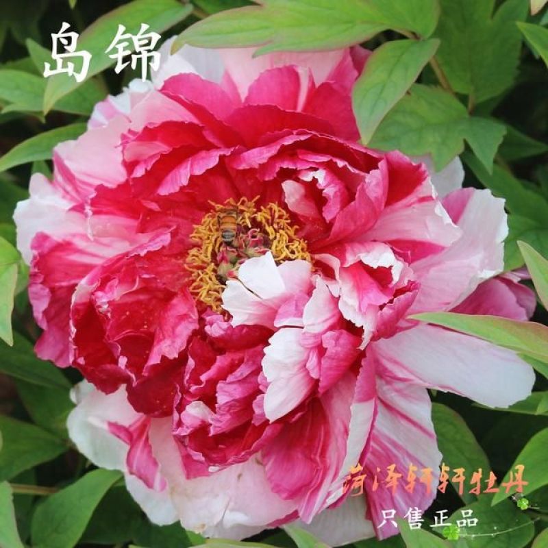 山东菏泽精品观赏牡丹诺远扬进口牡丹种植为你们服务