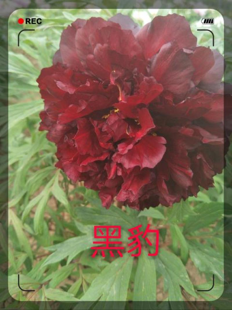 山东菏泽精品观赏牡丹诺远扬进口牡丹种植为你们服务