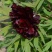 山东菏泽精品观赏牡丹诺远扬进口牡丹种植为你们服务