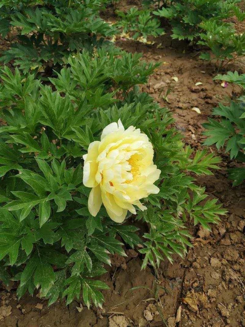 山东菏泽精品观赏牡丹诺远扬进口牡丹种植为你们服务
