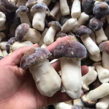 云南冰冻球盖姑菌冰冻球盖产地货源大量批发