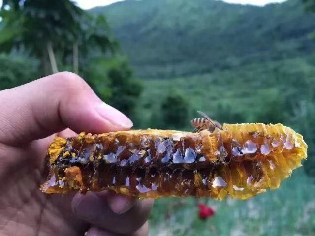 一位女性正在将蜂蜜涂抹在手臂上,用于缓解皮肤瘙痒 蜂蜜涂抹皮肤