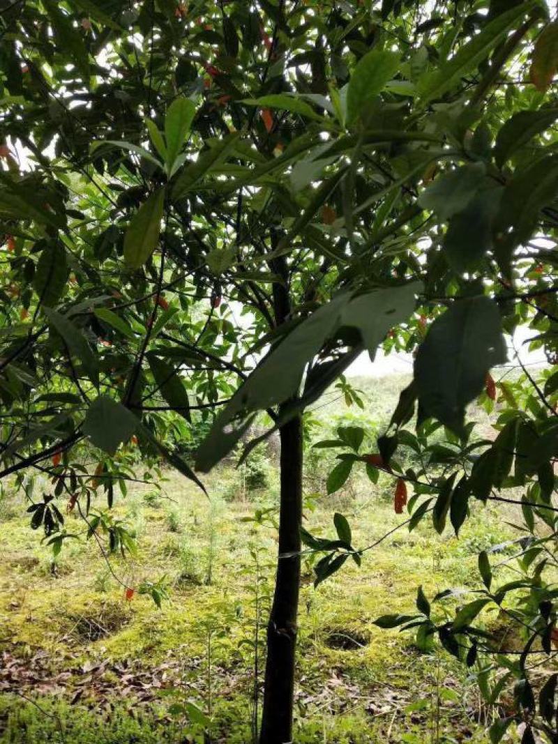 杜英小苗3公分杜英6公分山杜英12公分杜英