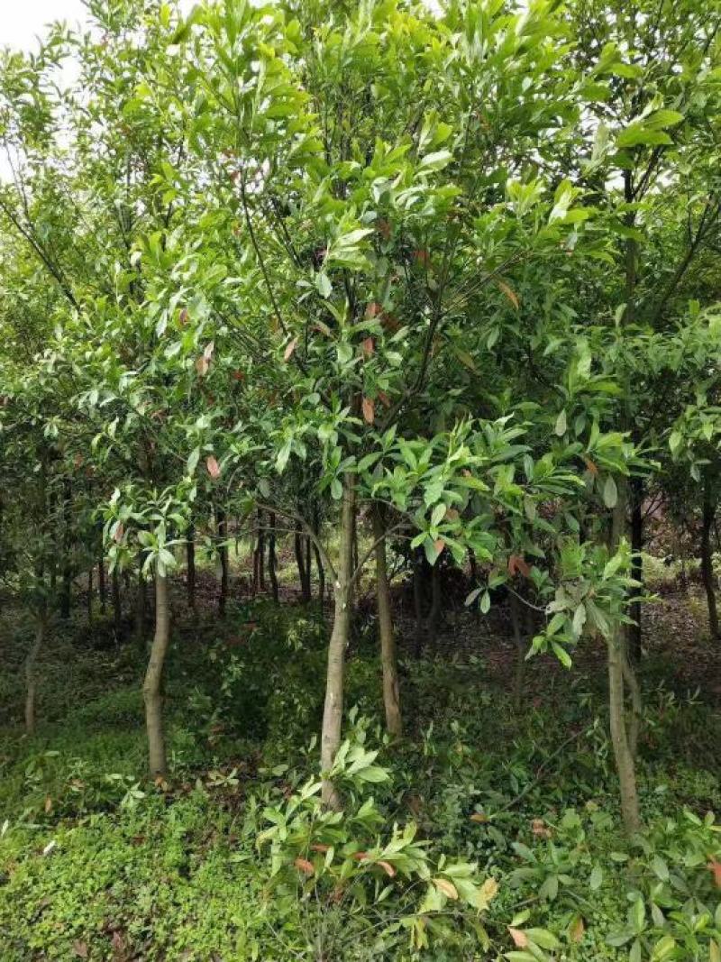 杜英小苗3公分杜英6公分山杜英12公分杜英