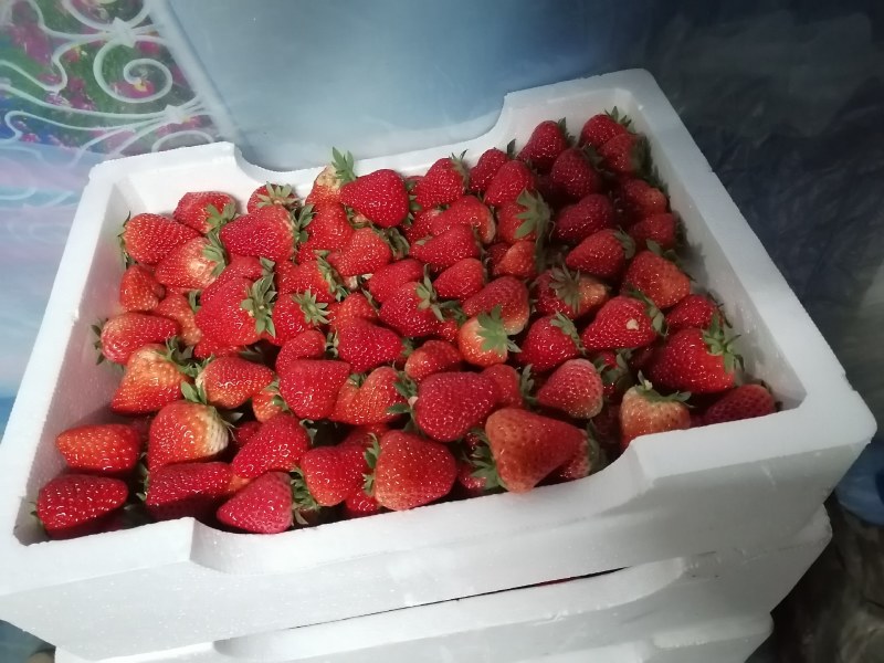 精品奶油草莓大量上市