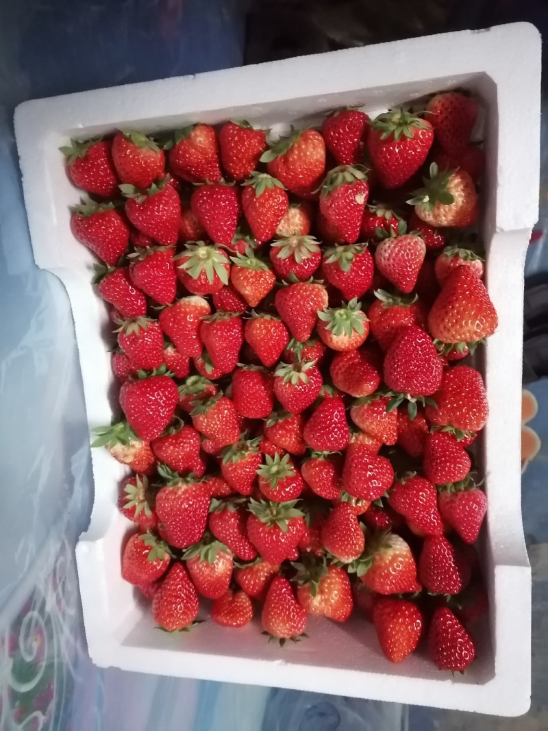 精品奶油草莓大量上市