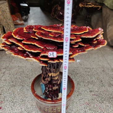 湘西超大盆景摆件灵芝，专业合作社种植，一手货源，价格便宜
