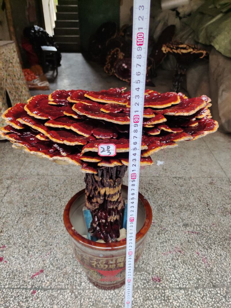 湘西超大盆景摆件灵芝，专业合作社种植，一手货源，价格便宜