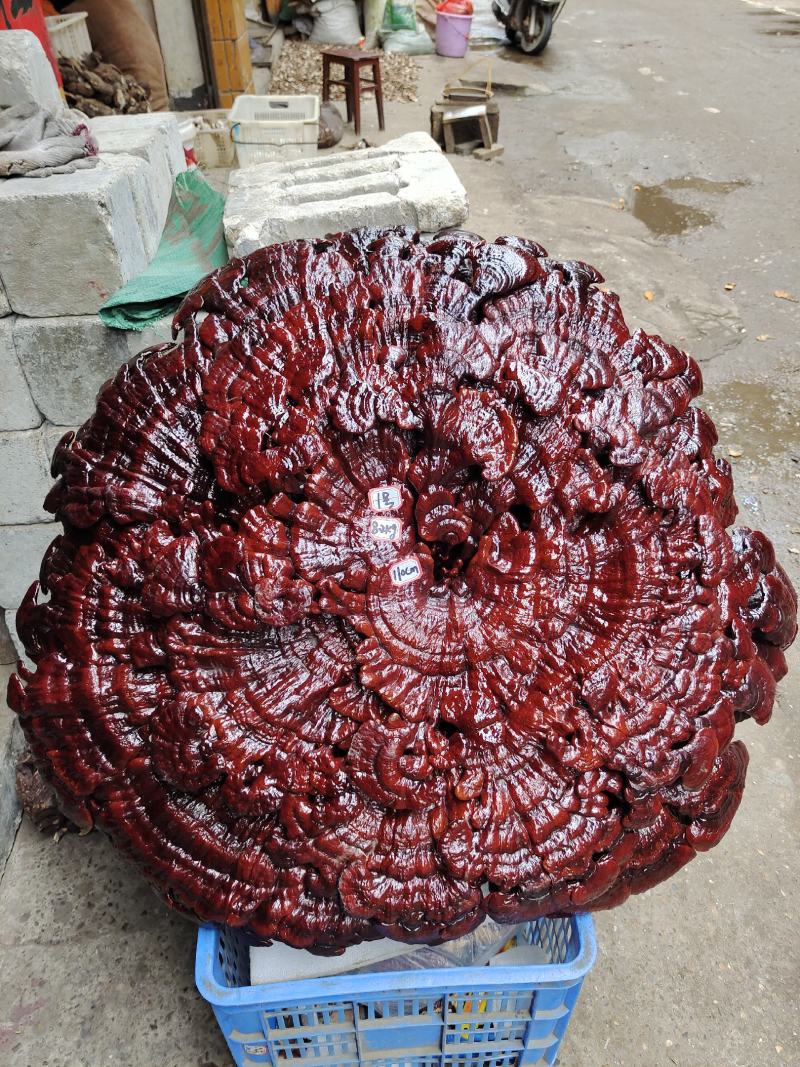 湘西超大盆景摆件灵芝，专业合作社种植，一手货源，价格便宜