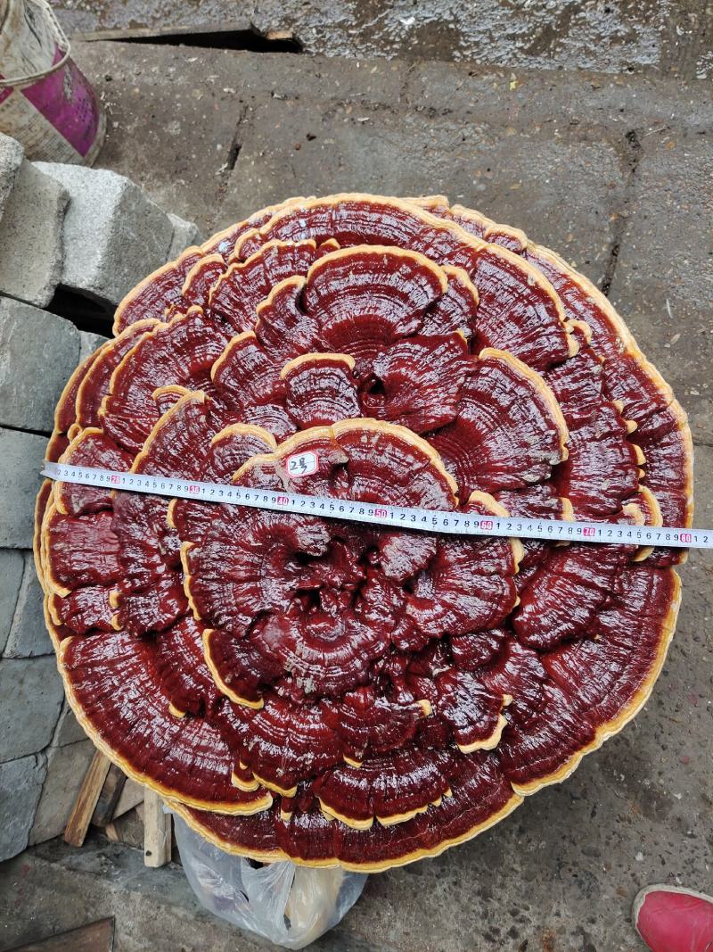 湘西超大盆景摆件灵芝，专业合作社种植，一手货源，价格便宜