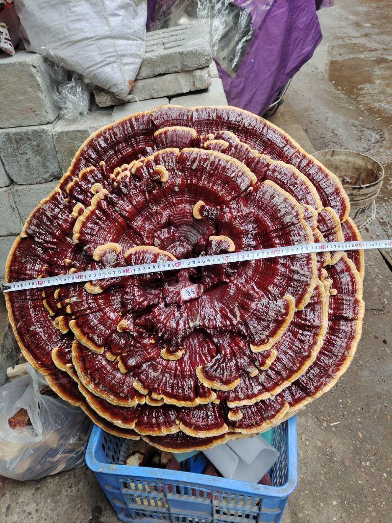 湘西超大盆景摆件灵芝，专业合作社种植，一手货源，价格便宜