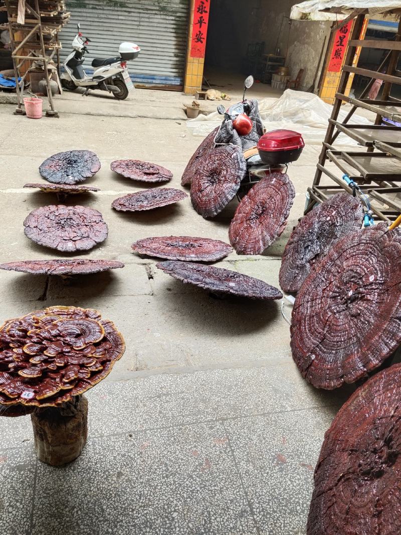 湘西超大盆景摆件灵芝，专业合作社种植，一手货源，价格便宜