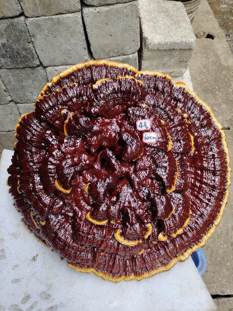 湘西超大盆景摆件灵芝，专业合作社种植，一手货源，价格便宜