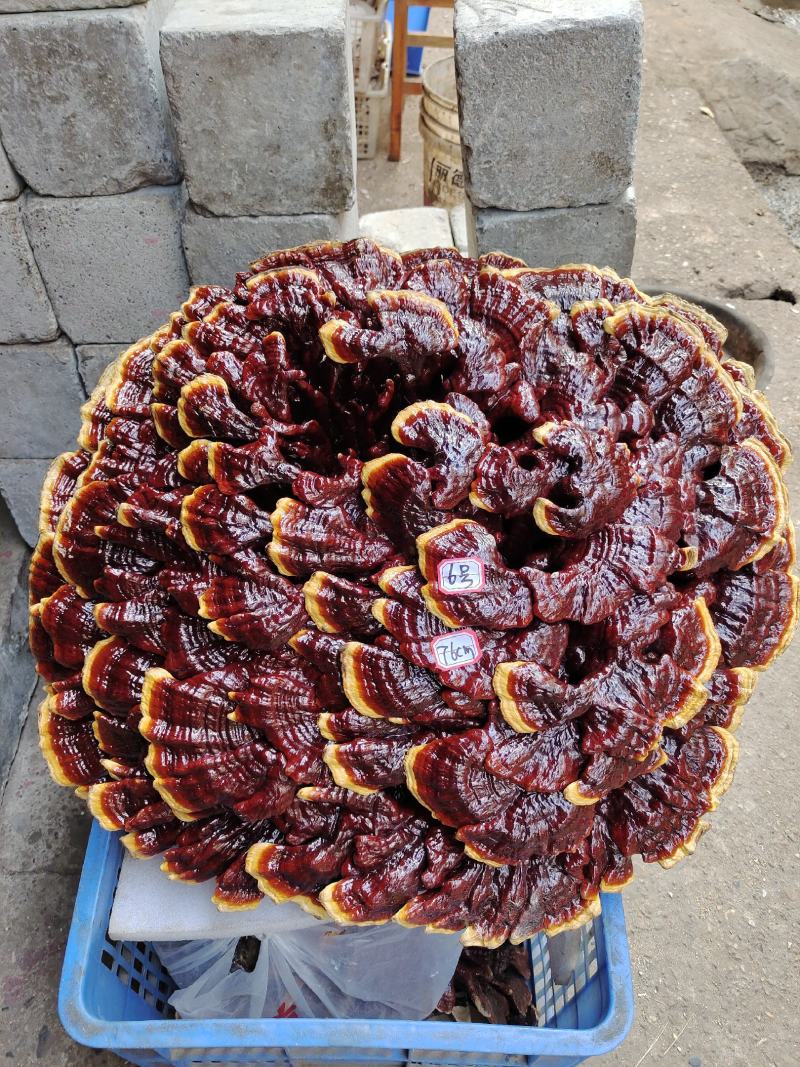湘西超大盆景摆件灵芝，专业合作社种植，一手货源，价格便宜