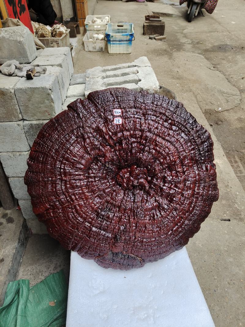 湘西超大盆景摆件灵芝，专业合作社种植，一手货源，价格便宜