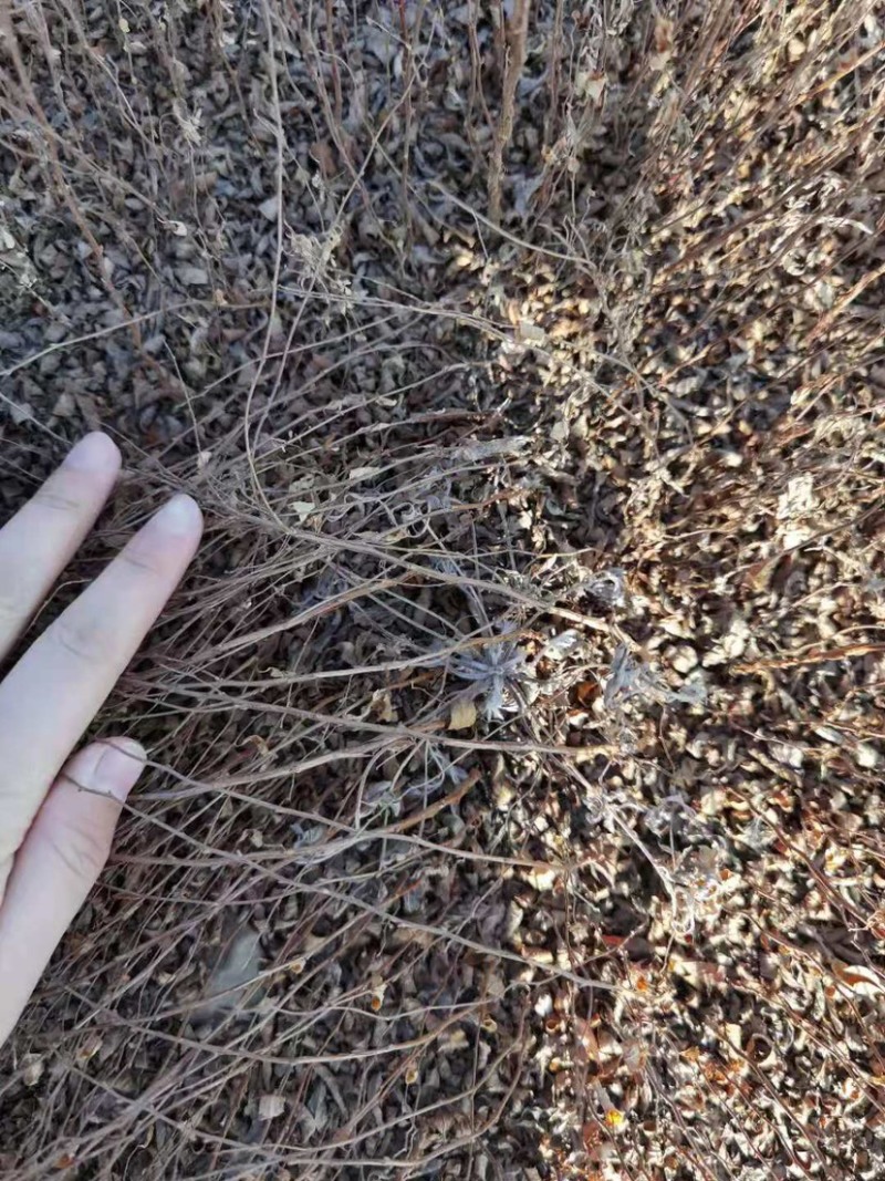 珍珠绣线菊雪柳小苗枝条粗壮根系发达海量批发