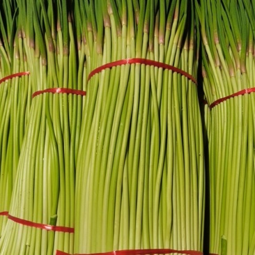 中牟精品红帽蒜苔上市